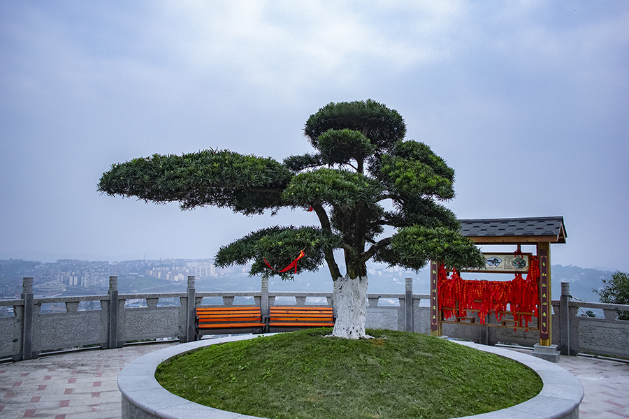 园区景观-百寿松